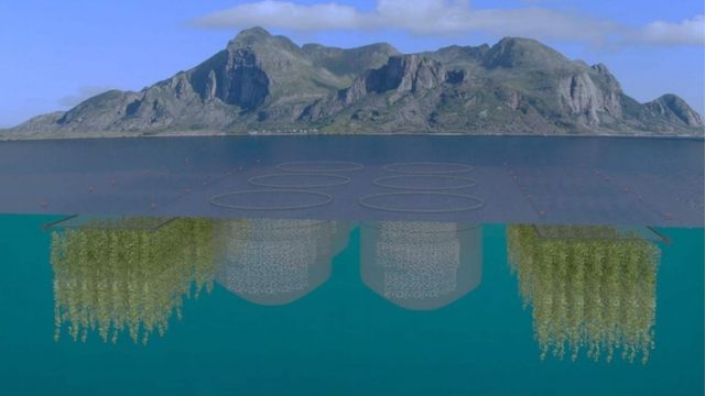 Taredyrker mener sushi-tare kan gjøre næringen lønnsom i Norge