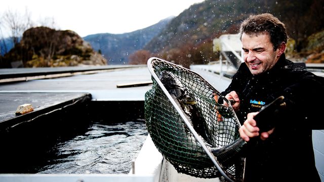 Planlegger solcelletak på kveiteanlegg