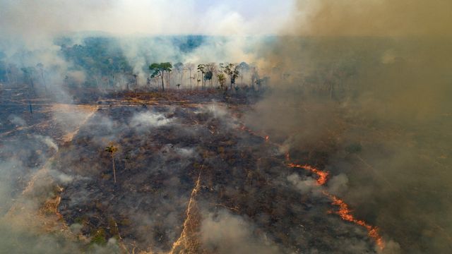 WWF-rapport varsler global naturkrise