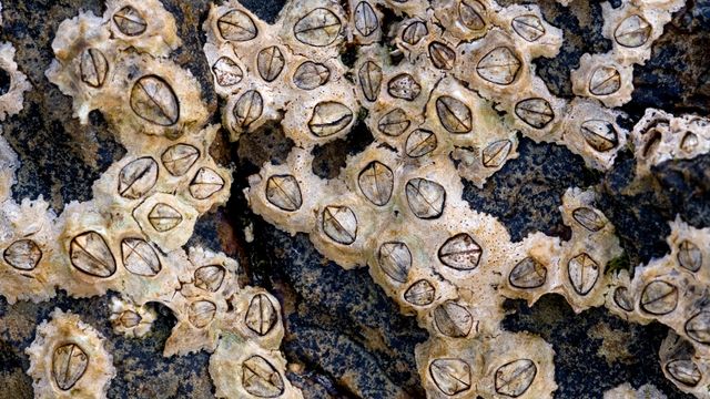 Sjømenn blander chili i malingen for å seile raskere