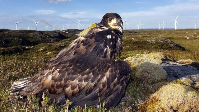 Én vindturbinpark har tatt livet av 49 havørn: Kamera og kunstig intelligens skal redde fuglene