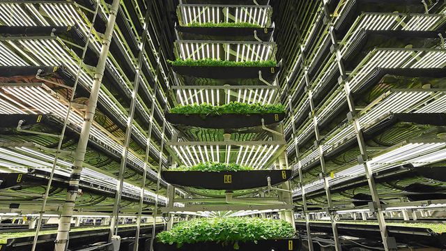Vertikalt jordbruk i utvikling: Uten automatisering måtte de hatt 150 ansatte – i dag har de 15