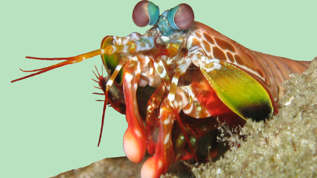 Ny type optisk sensor er inspirert av øynene til mantisreken