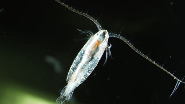 Saksøkte tidligere ansatt for teknologi verdt 49.000 kroner – må betale 600.000 i saksomkostninger