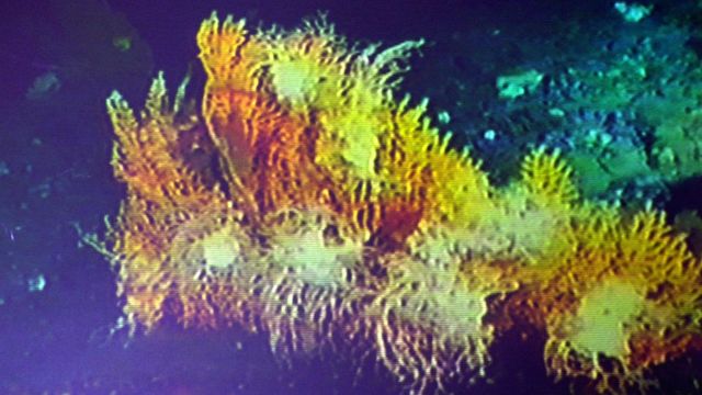 Forskere bruker 3D-utskrift for å gjenoppbygge utsatte korallrev