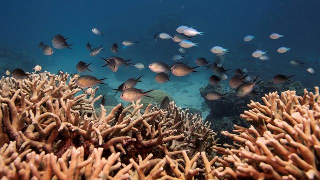 Forskere bruker 3D-utskrift for å gjenoppbygge utsatte korallrev