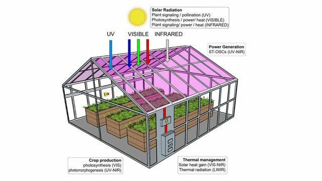 Overraskende funn: Solceller på drivhus ødelegger ikke for plantene