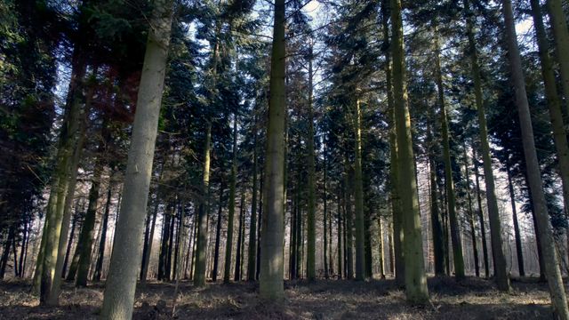 Tar et oppgjør med forskere: – Nei, gammel skog tar ikke opp nok CO2