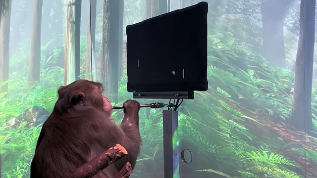 Elon Musk-selskap hevder denne videoen viser at ape styrer dataspill med hjernen