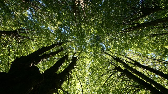 Forskere: Å plante skog overalt på kloden ville kompensert for kun 20 års klimautslipp