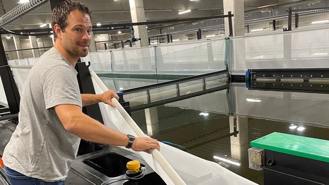 Saltverk gjør det mulig å drive oppdrett av tropiske reker i Sveits