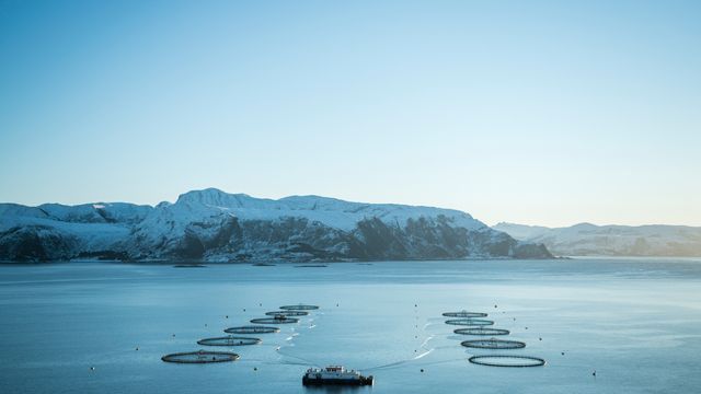 Fisk rømte fra anlegg som forsker på bærekraftig oppdrett