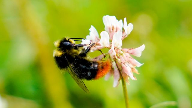 Studie: Solcelleparker øker humlebestand