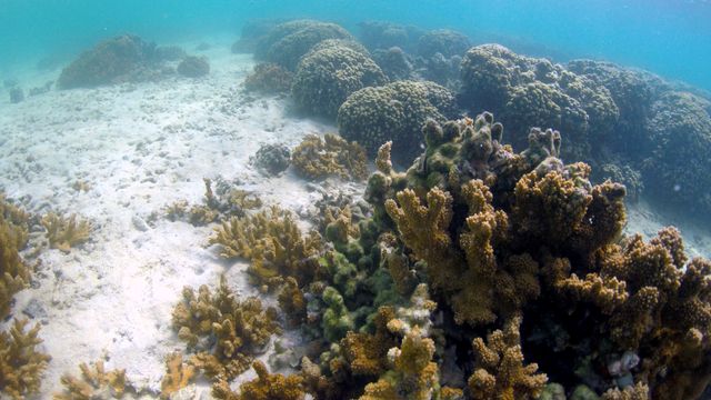 Fremskynder evolusjonen for å redde verdens korallrev