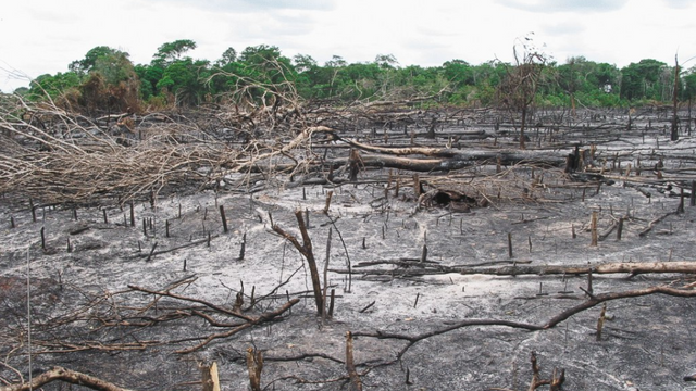 – Genteknologi kan fjerne 33 millioner tonn CO2 fra europeisk landbruk