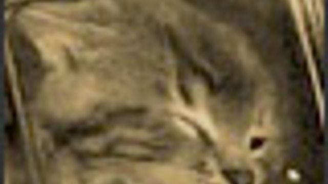 Protesterer mot falsk kattetortur