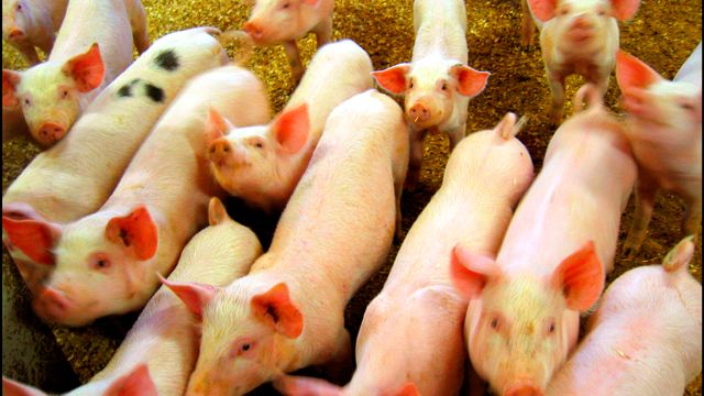 Forskere utviklet algoritme til å tyde grisegrynt