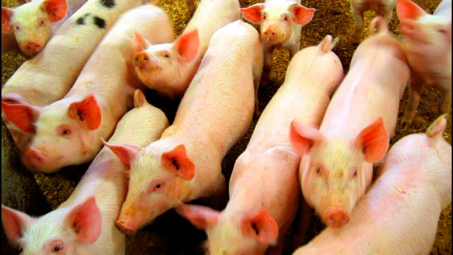 Forskere utviklet algoritme til å tyde grisegrynt