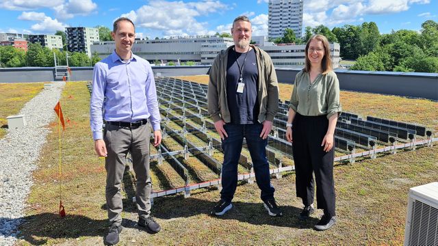 Solcellene kan legges på grønne tak – trenger verken ballast eller skruer