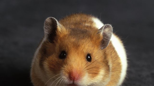 Hamster overlevde romferd