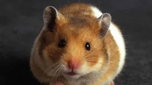 Hamster overlevde romferd