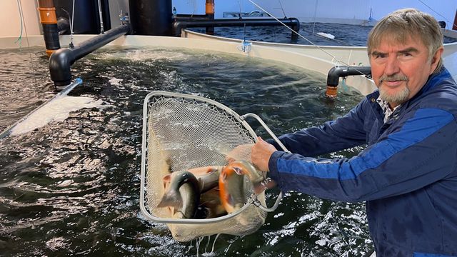 Skal teste om ozon kan fjerne jordsmak fra landbasert fisk