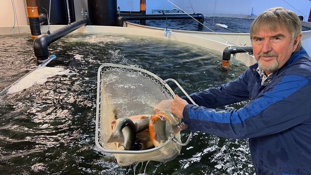 Skal teste om ozon kan fjerne jordsmak fra landbasert fisk