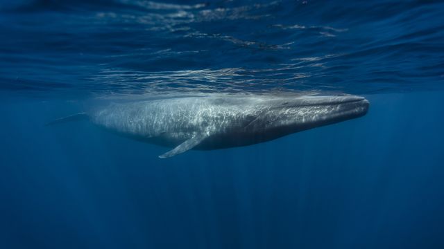 Tjuvlytter på hvaler i Arktis med telekom-kabler