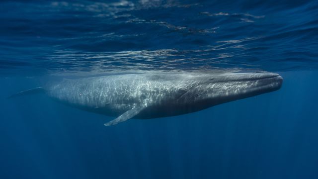 Tjuvlytter på hvaler i Arktis med telekom-kabler