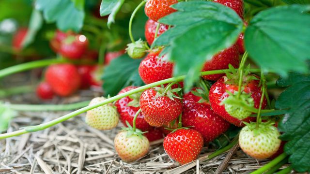 Utvikler robotsensorer som skal måle smaken på jordbær