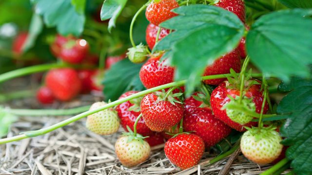 Utvikler robotsensorer som skal måle smaken på jordbær