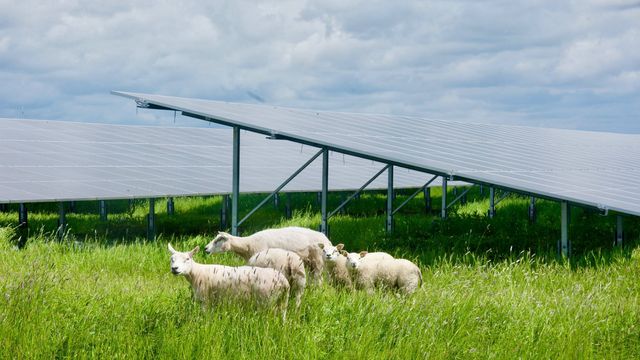 Vil koble ut solparker ved behov. «Ja takk», sier utbyggerne