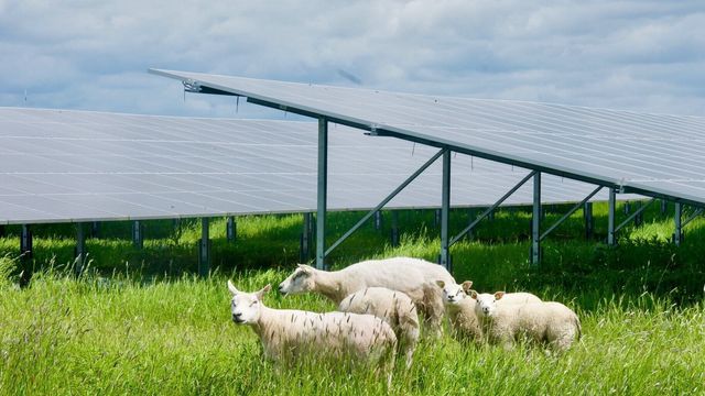 Satser stort på solkraft i Norge: Energeia har planer for 14 bakkemonterte kraftverk