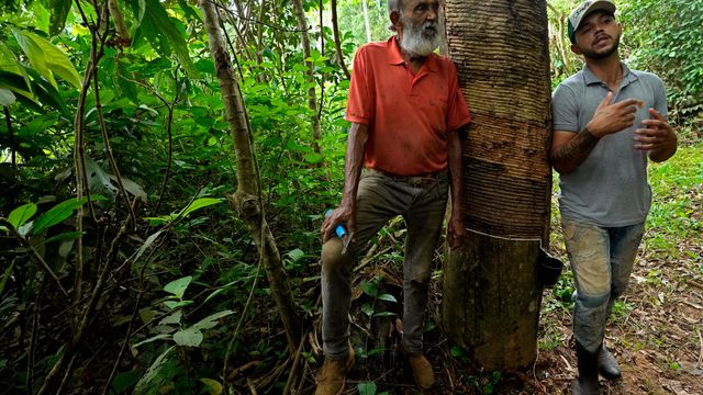 Brasil lover full stans i avskoging