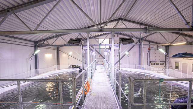 Nesten all fisken i pilotanlegget døde – nå er årsaken klar