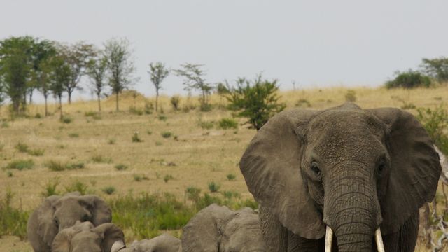 Sterke protester mot vindpark nær elefant-reservat i Sør-Afrika