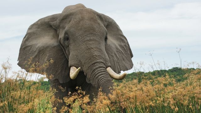 Sterke protester mot vindpark nær elefant-reservat i Sør-Afrika