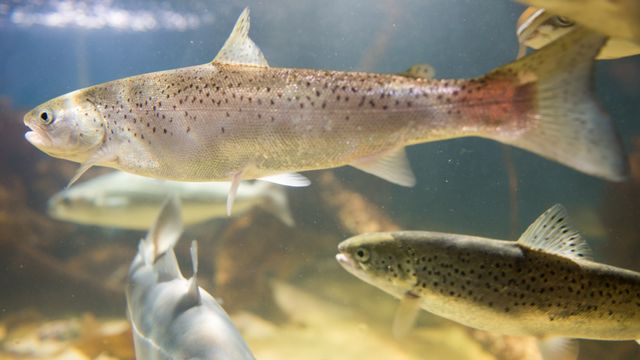 Grieg Seafood får bot etter klorutslippet i Alta i 2021