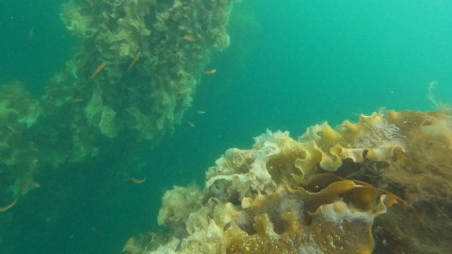 Havvindparker kan få tareskoger som tilleggsinntekt