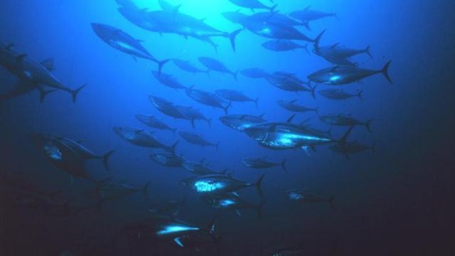 Ny studie: Gruvedrift på havbunnen kan påvirke pelagisk fisk