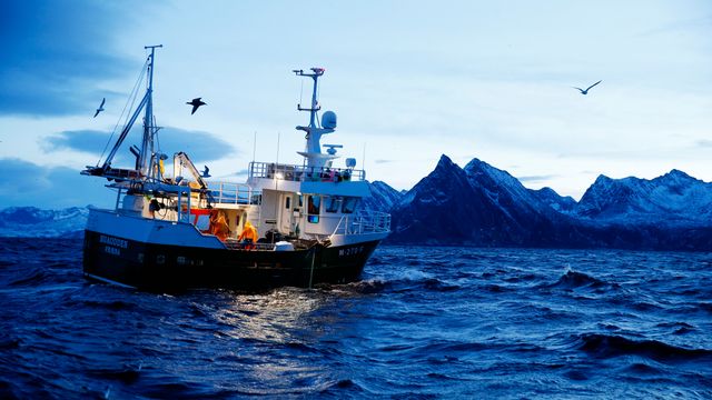 Eksperter: Varmt hav kan føre til fiskerikollaps