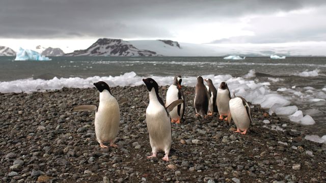 Store endringer i Antarktis: – Dårlig nytt for planeten