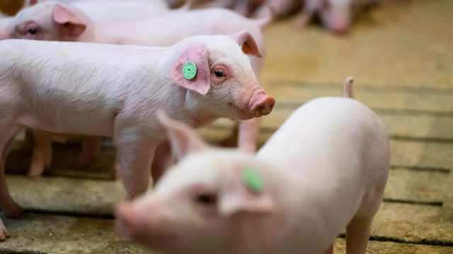 Ny forskning: Griser behandlet med antibiotika smitter ubehandlede griser med resistens