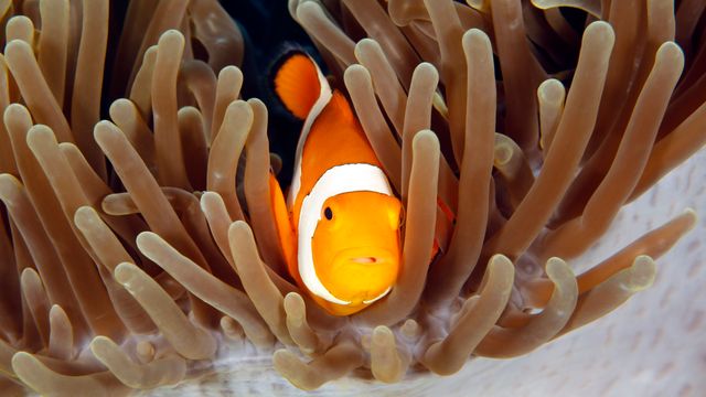 Når klovnefisken vender tilbake til korallrevet, blir tusenvis av gener skrudd av eller på