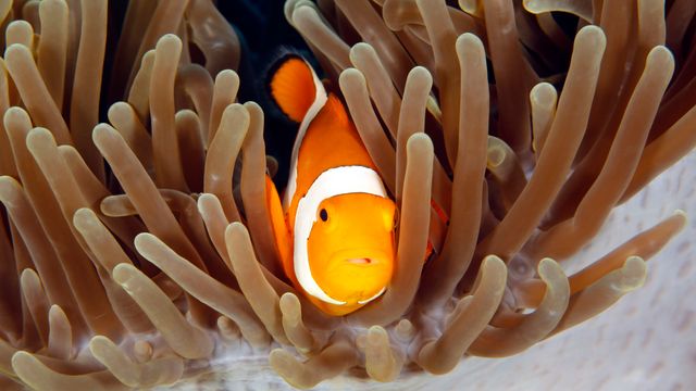 Når klovnefisken vender tilbake til korallrevet, blir tusenvis av gener skrudd av eller på