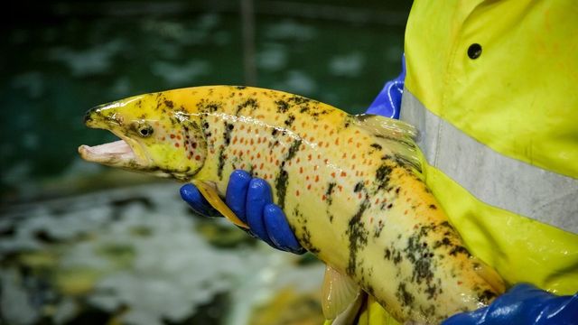Advarer om massive negative konsekvenser av genredigert fisk: – Uforståelig