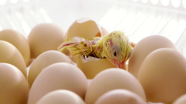 Gjenvinner varme fra eggene