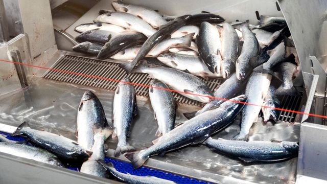 Nesten alle fiskebedriftene har søkt om unntak fra EUs krav om renseteknologi