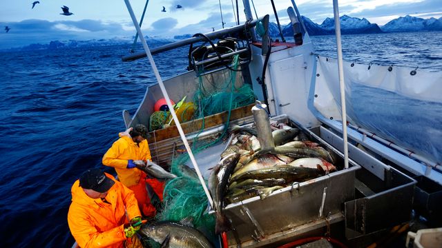 Tre år på rad med eksportrekord for norsk sjømat