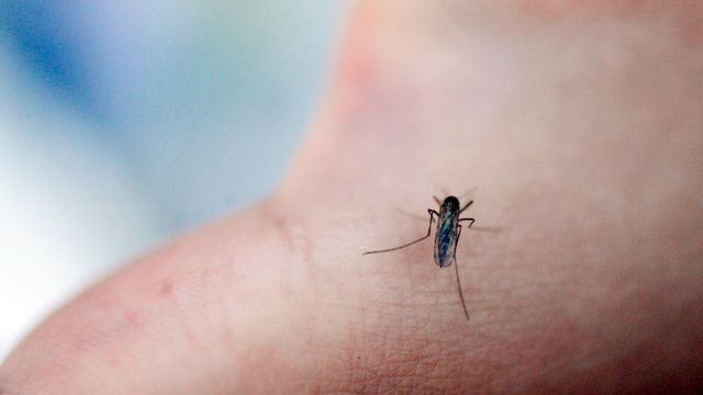 Mygg som kan spre tropisk sykdom funnet i Sverige